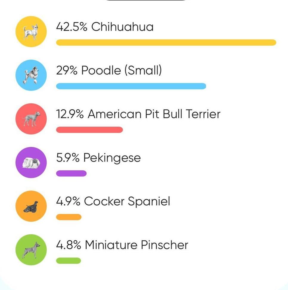 Twinkle, Adoptable, Young Male Chihuahua & Poodle.
