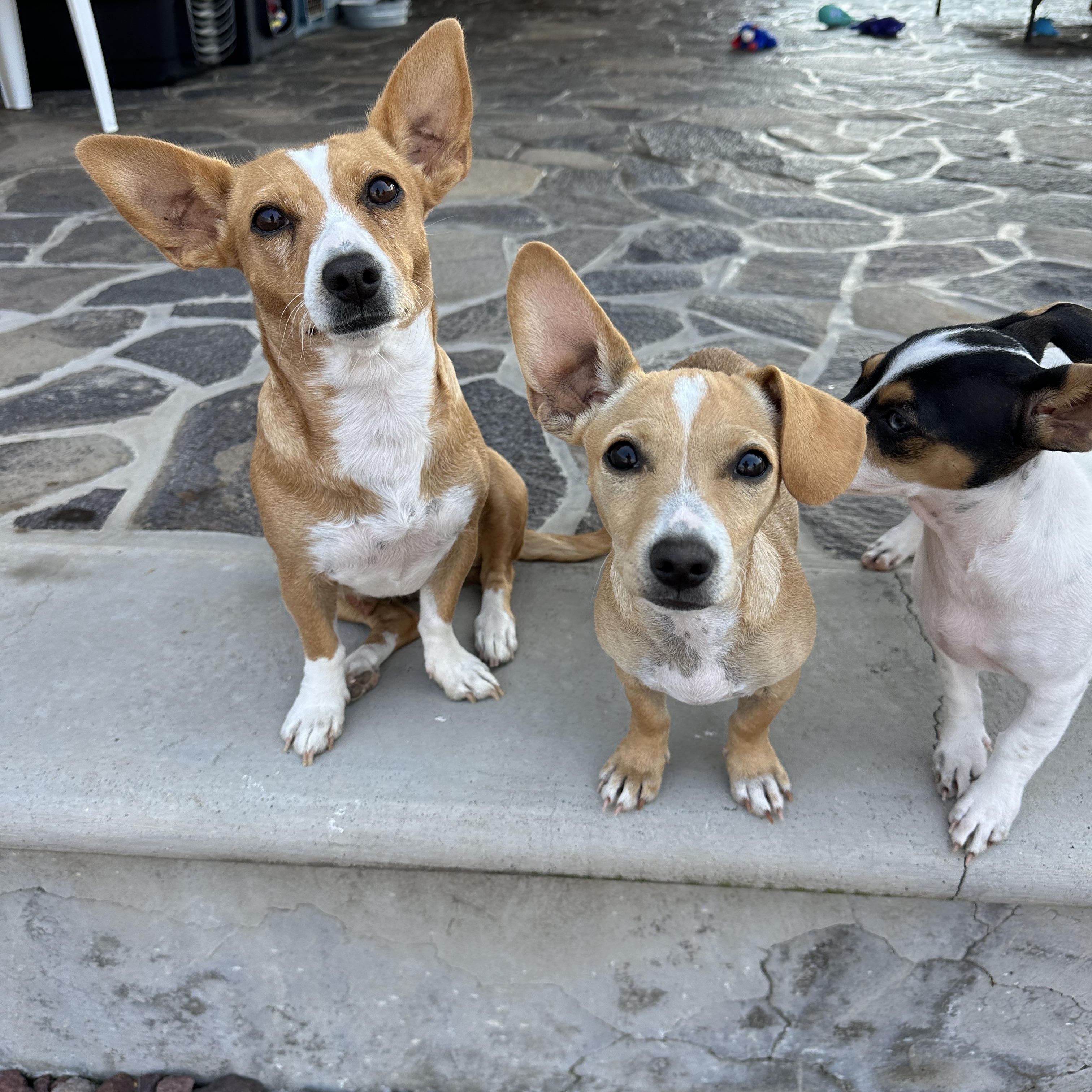 Twinkle, a Adoptable mixed breed in Sherwood, OR image 5/6