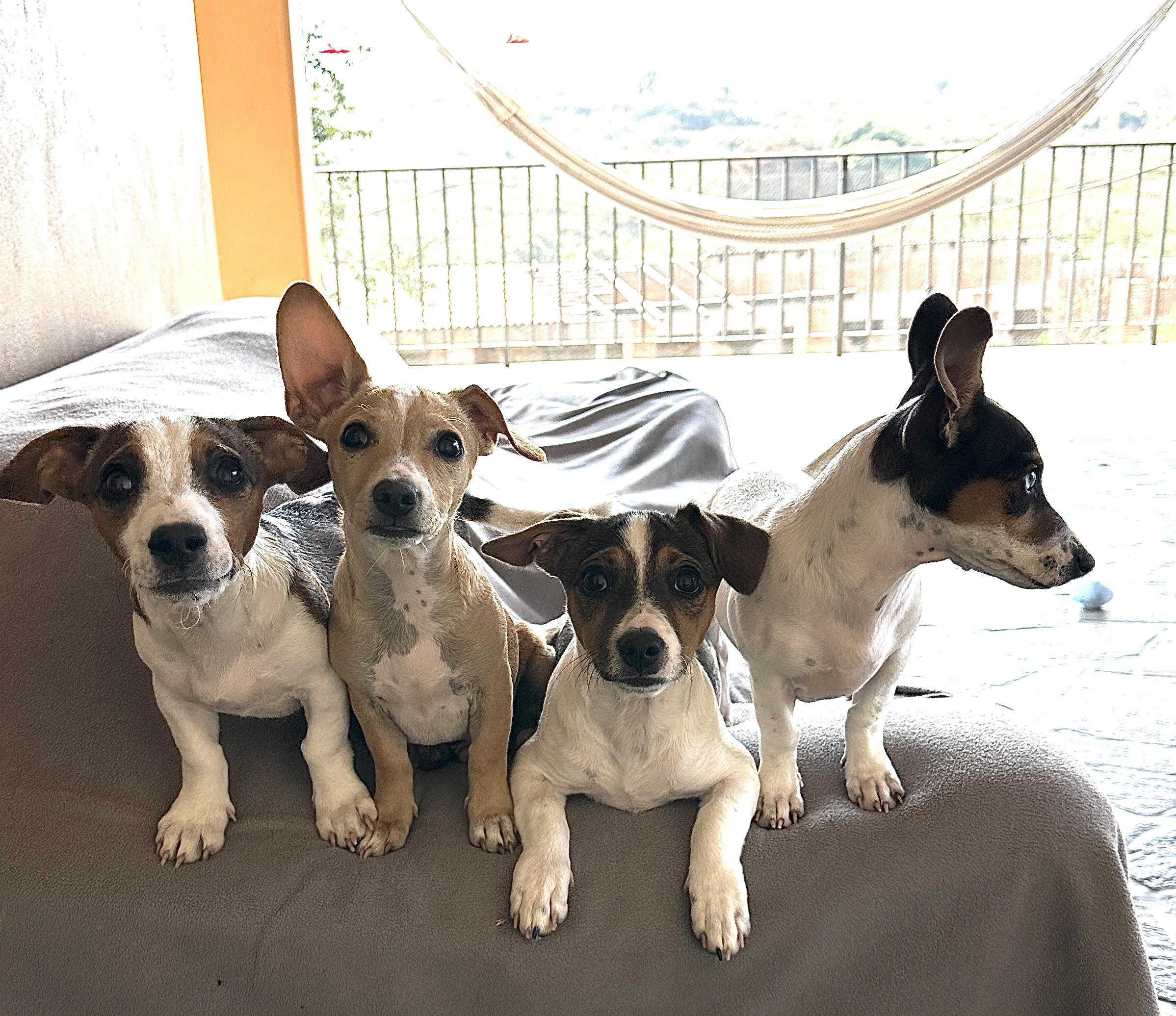 Twinkle, a Adoptable mixed breed in Sherwood, OR image 4/6