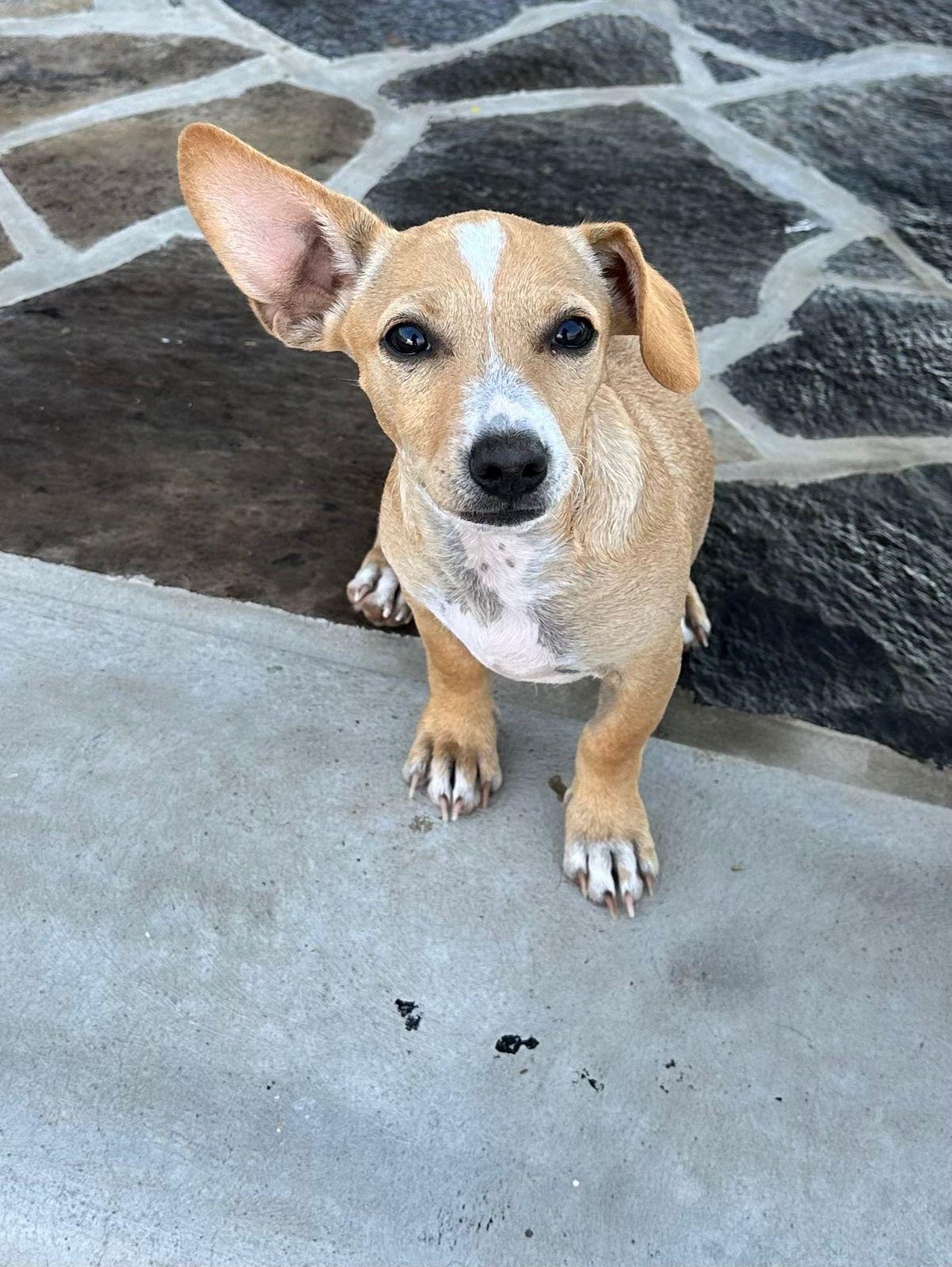 Twinkle, a Adoptable mixed breed in Sherwood, OR image 6/6