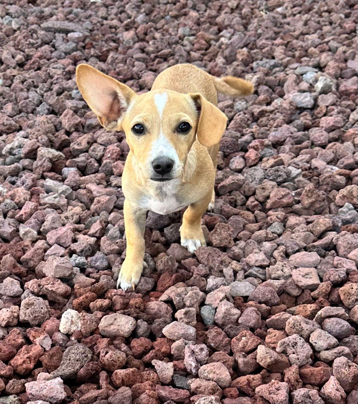 Twinkle, Adoptable, Young Male Chihuahua & Poodle.