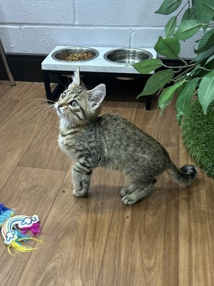 Enlarge Melina (153826) (In a Foster Home), a Adoptable Domestic Short Hair in Baton Rouge, LA image 1/4