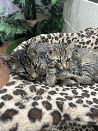 Enlarge Melina (153826) (In a Foster Home), a Adoptable Domestic Short Hair in Baton Rouge, LA image 2/4