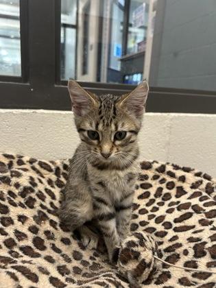 Enlarge Melina (153826) (In a Foster Home), a Adoptable Domestic Short Hair in Baton Rouge, LA image 3/4