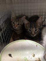 Enlarge Melina - Black collar (153826), a Adoptable Domestic Short Hair in Baton Rouge, LA image 1/1