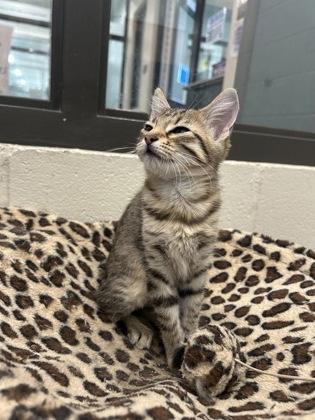 Enlarge Melina (153826) (In a Foster Home), a Adoptable Domestic Short Hair in Baton Rouge, LA image 4/4