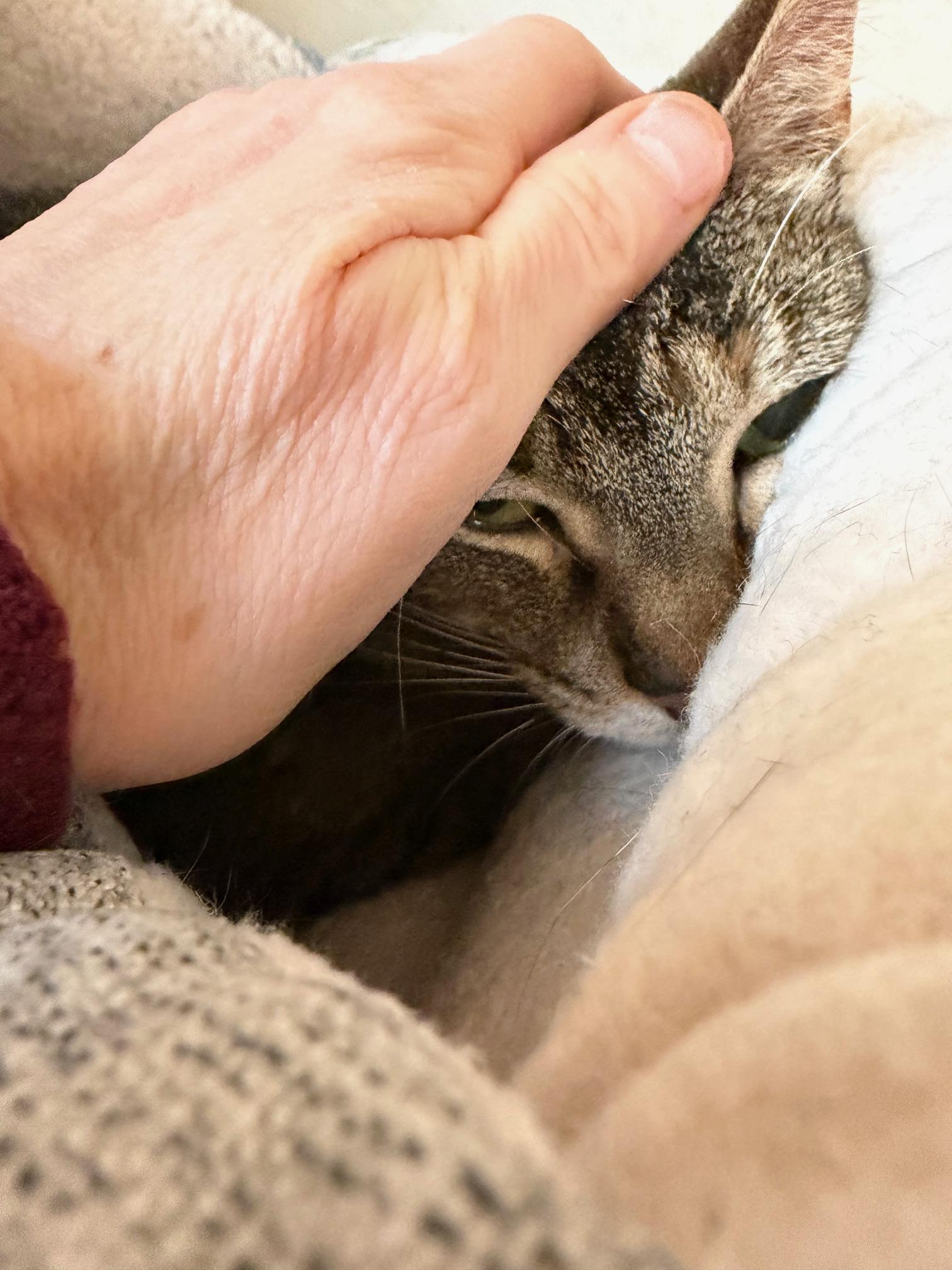 Enlarge Sue, a hold Domestic Short Hair in Salem, NH image 3/3