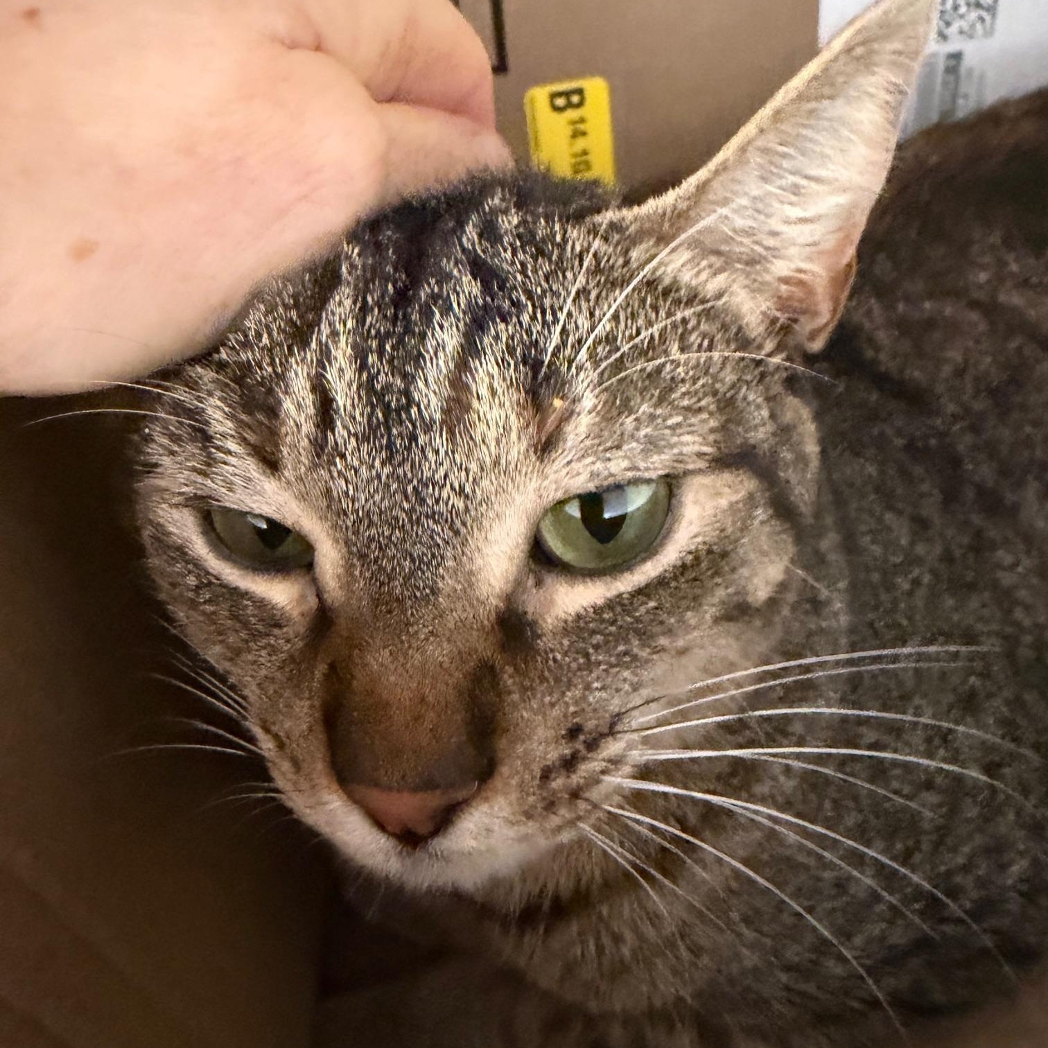 Enlarge Sue, a hold Domestic Short Hair in Salem, NH image 2/3