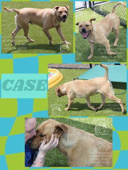 Enlarge CASE, a Adoptable mixed breed in Kenansville, NC image 1/1