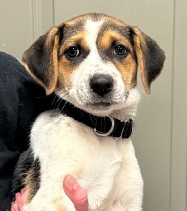 Enlarge Chia, a Adoptable mixed breed in Littleton, CO image 1/1