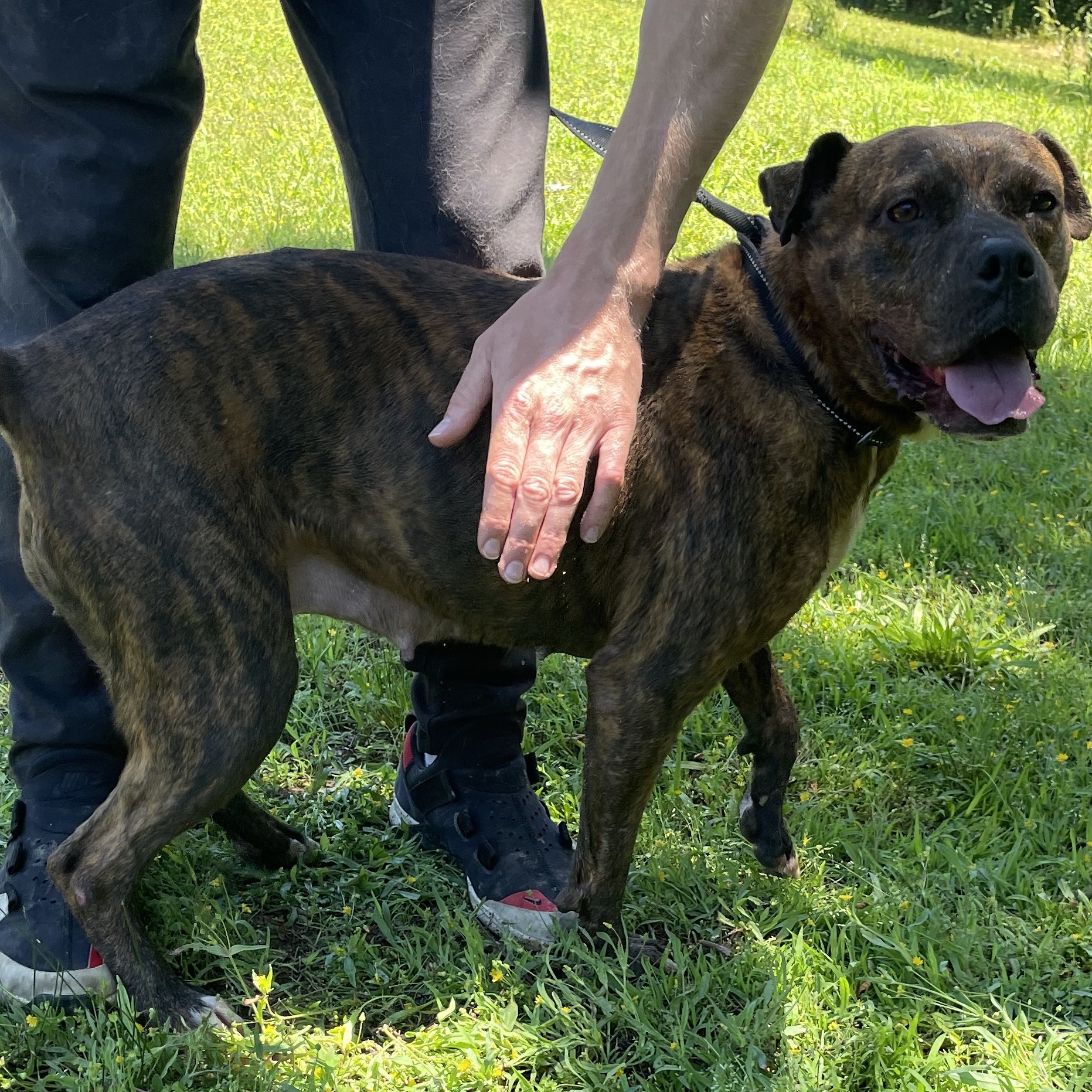 Zena, Adoptable, Adult Female Boxer.
