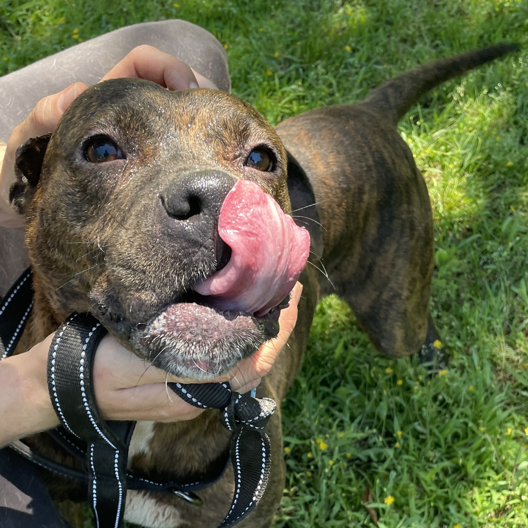 Zena, a Adoptable mixed breed in Greenfield, TN image 3/6