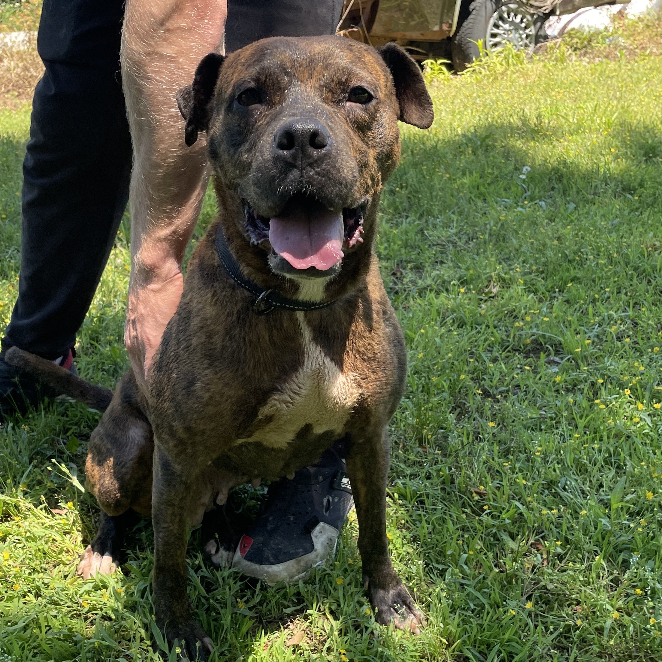 Zena, a Adoptable mixed breed in Greenfield, TN image 5/6