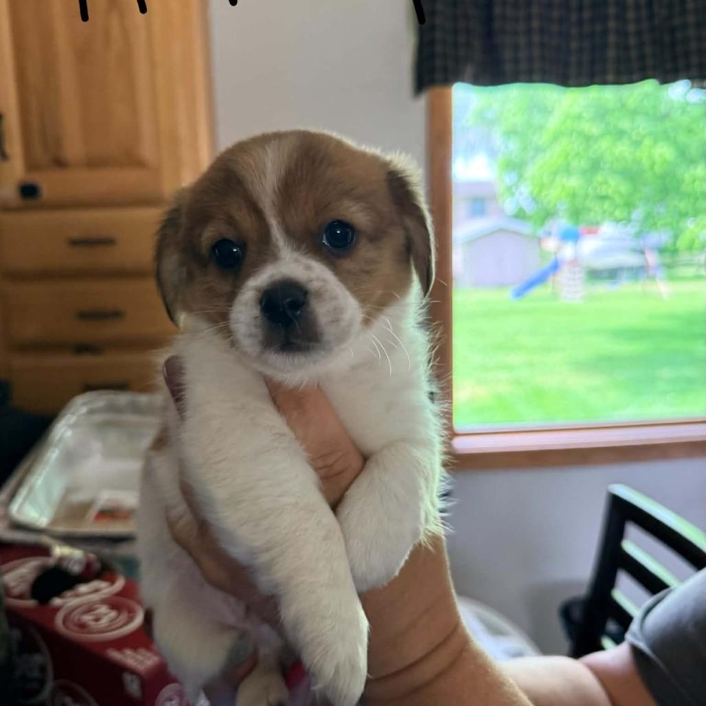 Rebel, Adoptable, Puppy Male Chihuahua & Mixed Breed.