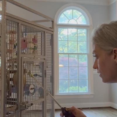 Enlarge Willis, a Adoptable Conure in Fairfax, VA image 2/2