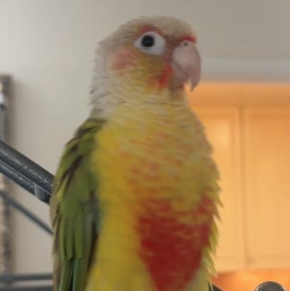Enlarge Willis, a Adoptable Conure in Fairfax, VA image 4/6