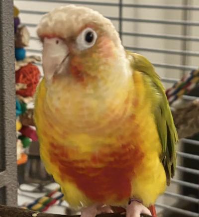 Enlarge Willis, a Adoptable Conure in Fairfax, VA image 6/6
