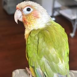 Enlarge Willis, a Adoptable Conure in Fairfax, VA image 5/6