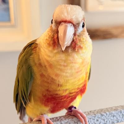 Enlarge Willis, a Adoptable Conure in Fairfax, VA image 1/2
