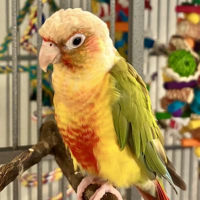 Enlarge Willis, a Adoptable Conure in Fairfax, VA image 1/6