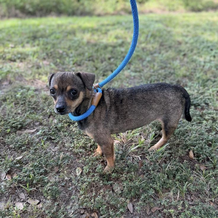 Enlarge Jimmie James, a Adoptable mixed breed in Carencro, LA image 1/4