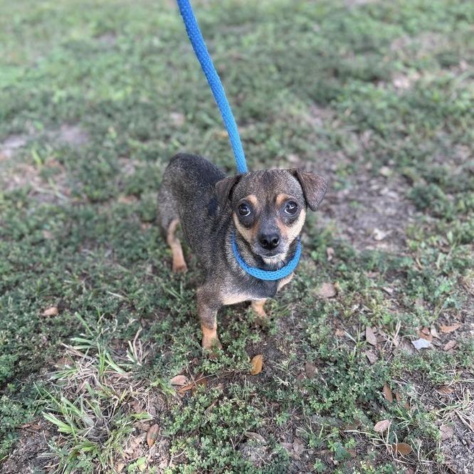 Enlarge Jimmie James, a Adoptable mixed breed in Carencro, LA image 2/4