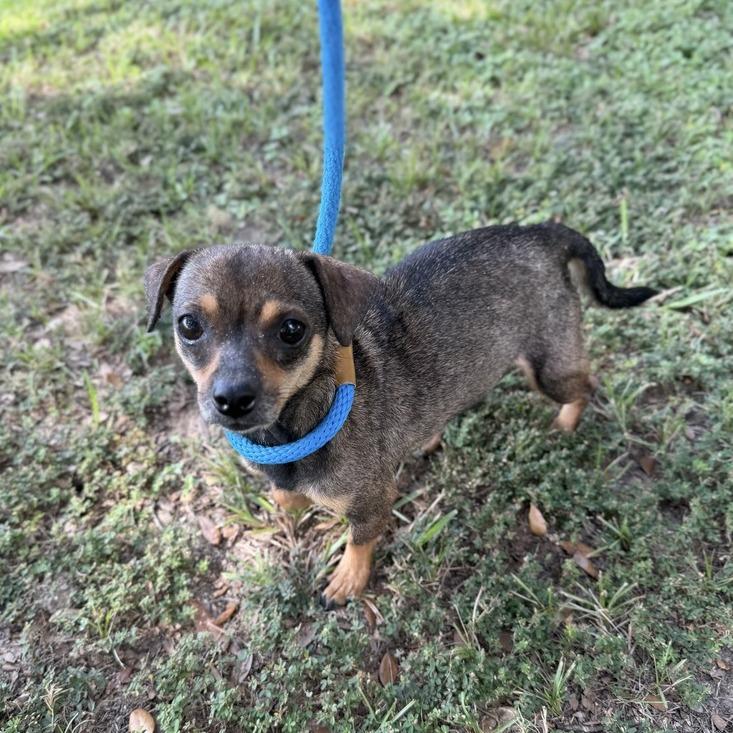 Enlarge Jimmie James, a Adoptable mixed breed in Carencro, LA image 3/4