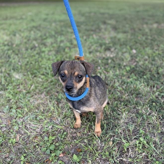 Enlarge Jimmie James, a Adoptable mixed breed in Carencro, LA image 4/4