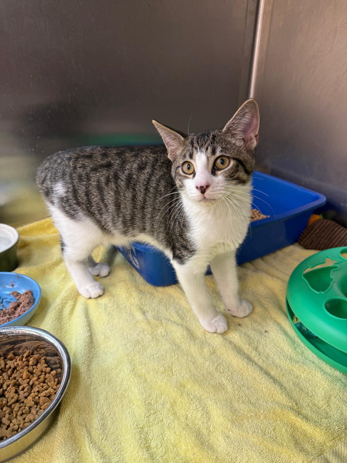 Enlarge Requiem, a Adoptable Domestic Short Hair in Miami Beach, FL image 2/6