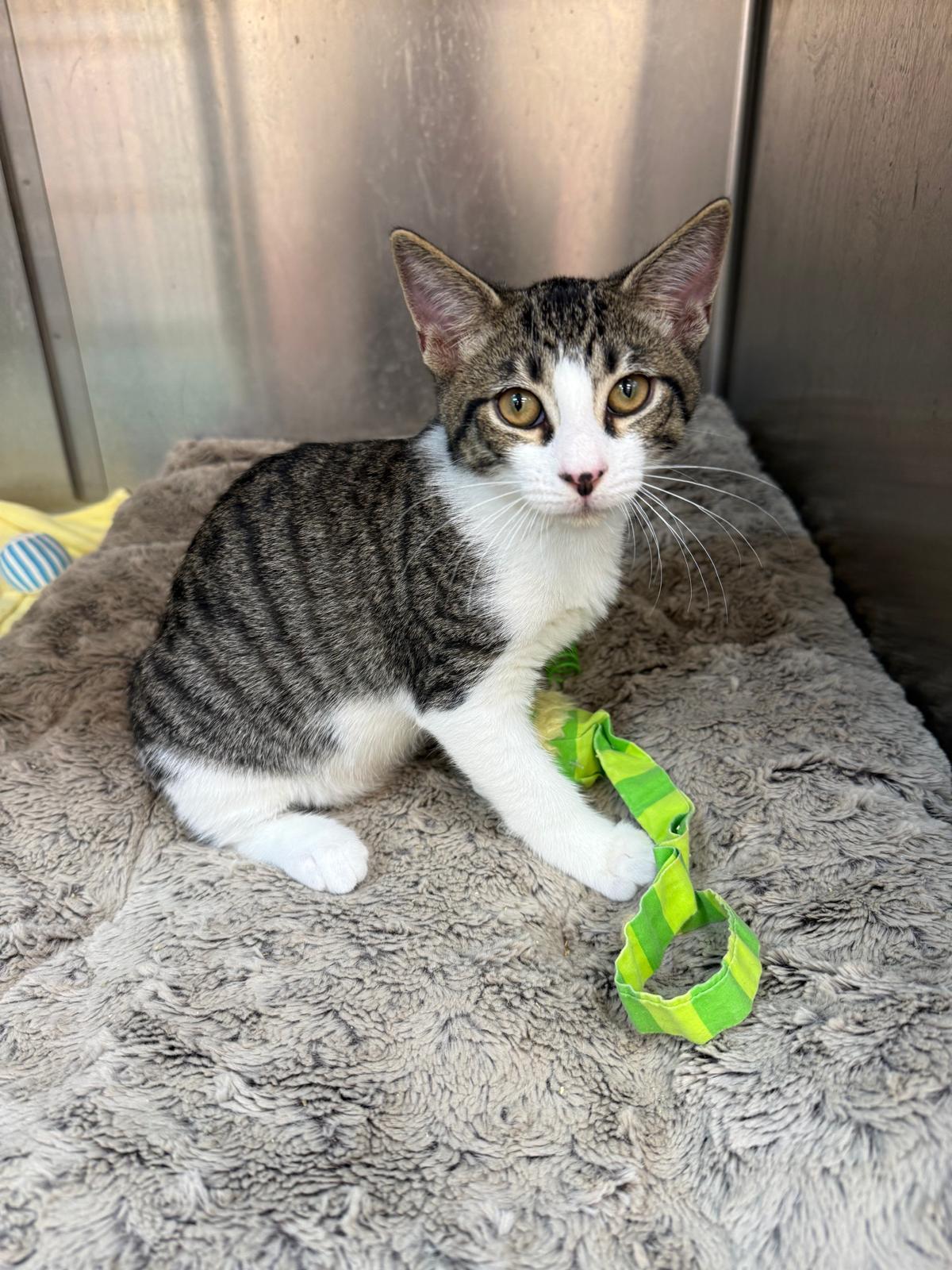 Enlarge Requiem, a Adoptable Domestic Short Hair in Miami Beach, FL image 3/6