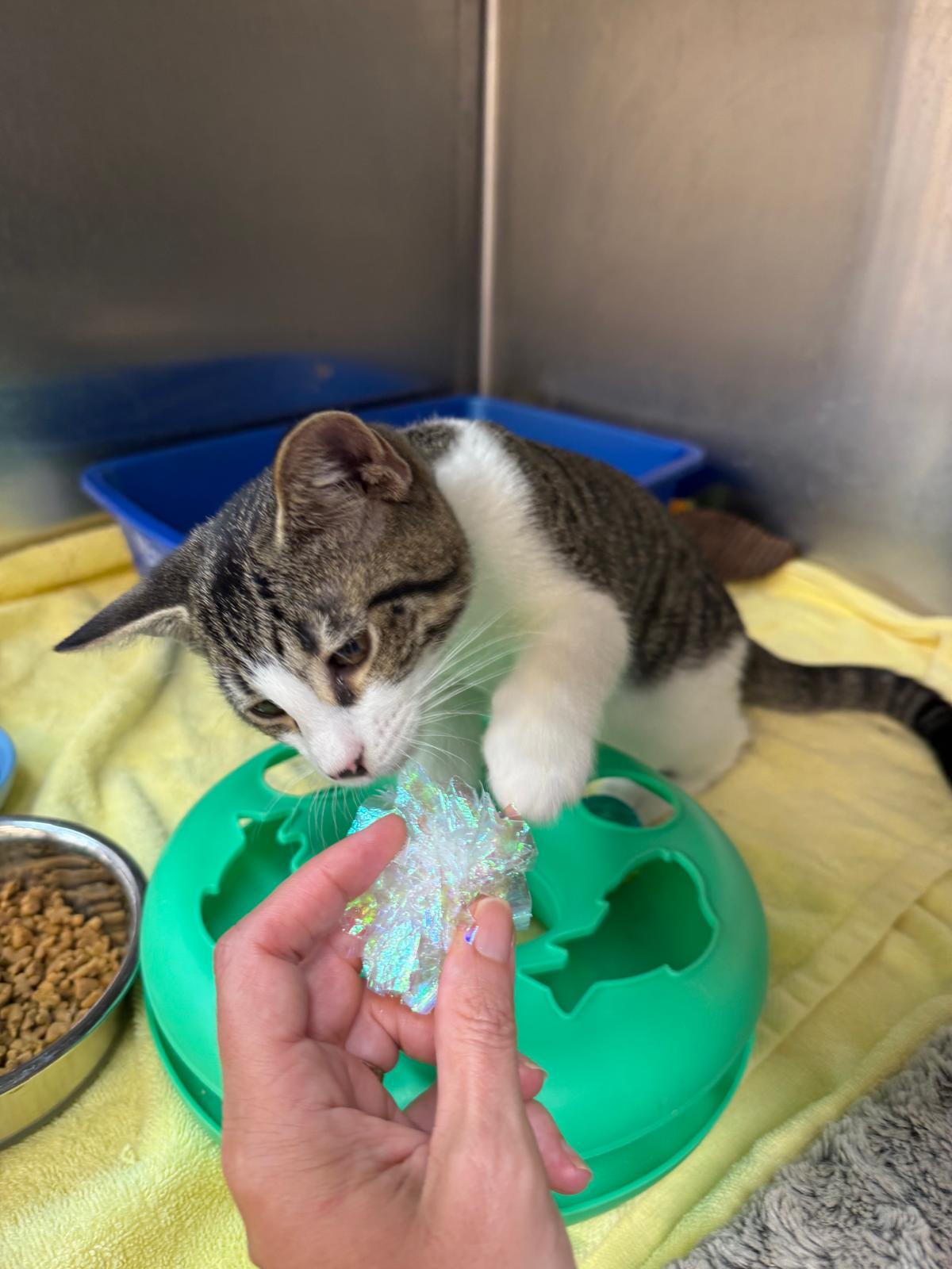 Enlarge Requiem, a Adoptable Domestic Short Hair in Miami Beach, FL image 4/6