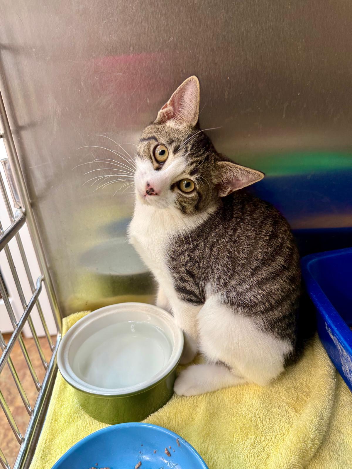 Enlarge Requiem, a Adoptable Domestic Short Hair in Miami Beach, FL image 1/6