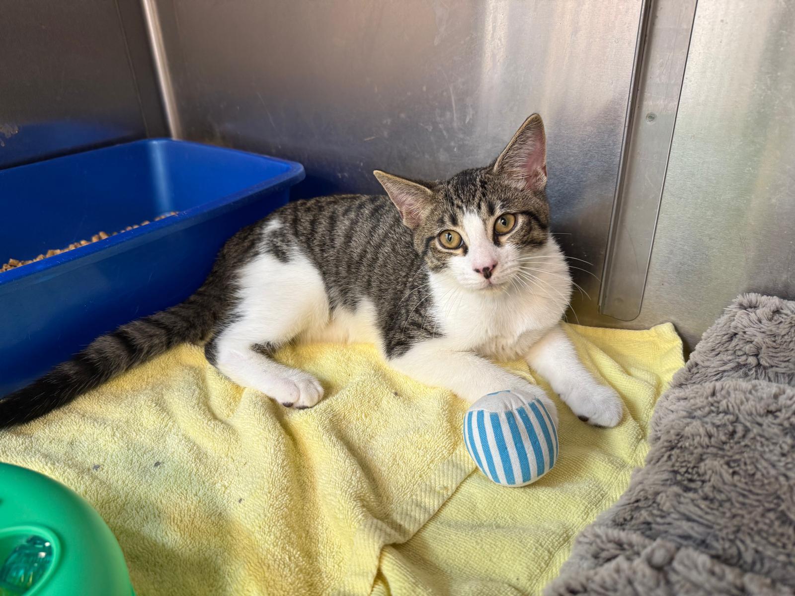 Enlarge Requiem, a Adoptable Domestic Short Hair in Miami Beach, FL image 5/6