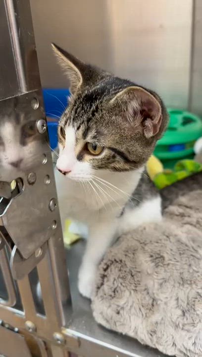 Enlarge Requiem, a Adoptable Domestic Short Hair in Miami Beach, FL video 6/6