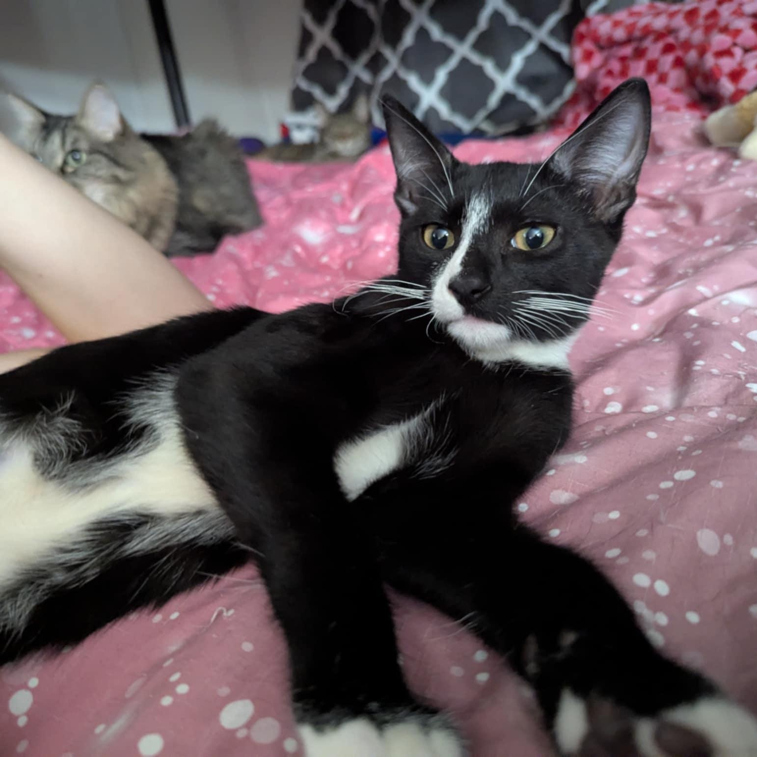 Enlarge Thor, a Adoptable mixed breed in Antioch, CA image 2/4