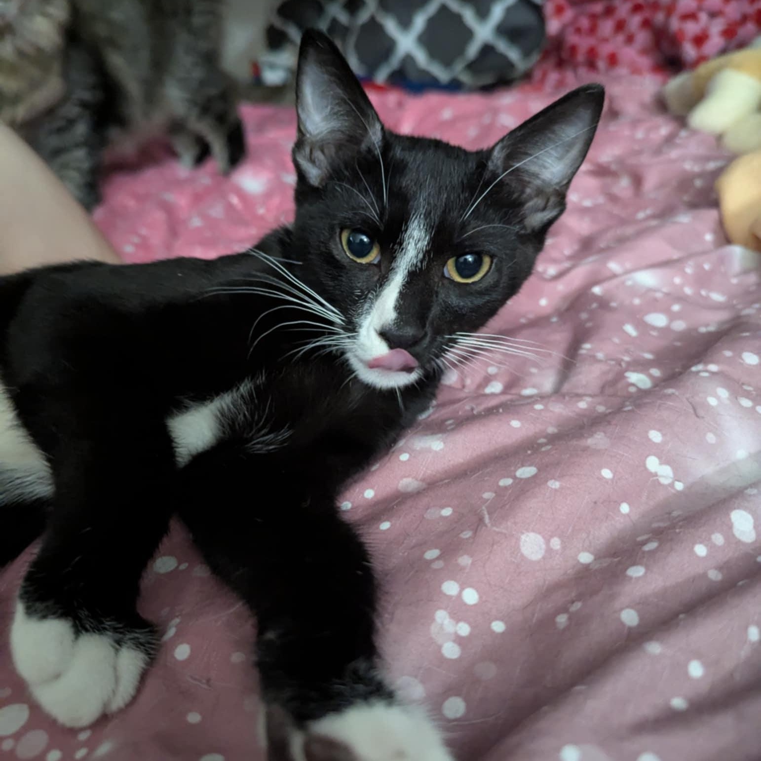 Enlarge Thor, a Adoptable mixed breed in Antioch, CA image 3/4