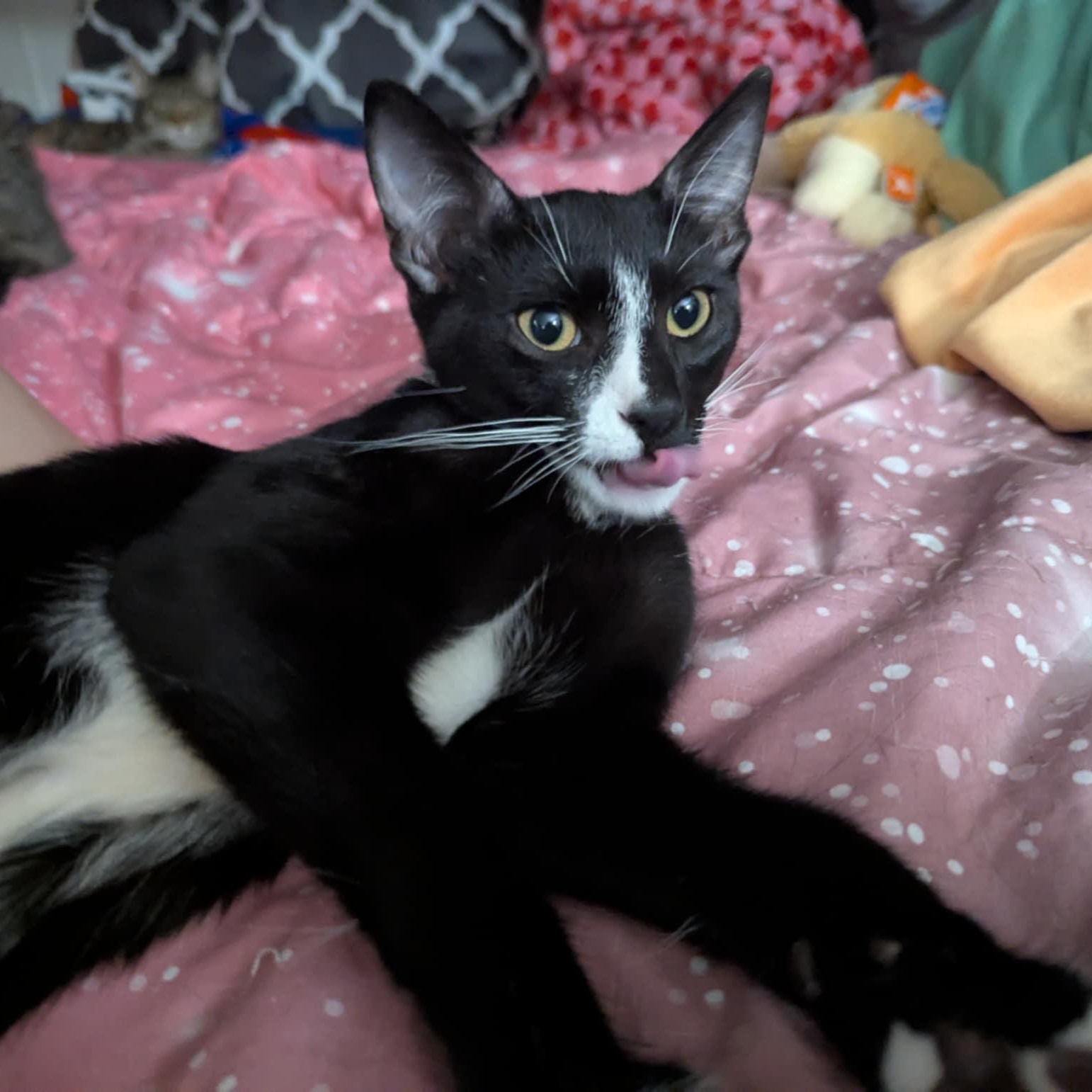 Enlarge Thor, a Adoptable mixed breed in Antioch, CA image 4/4