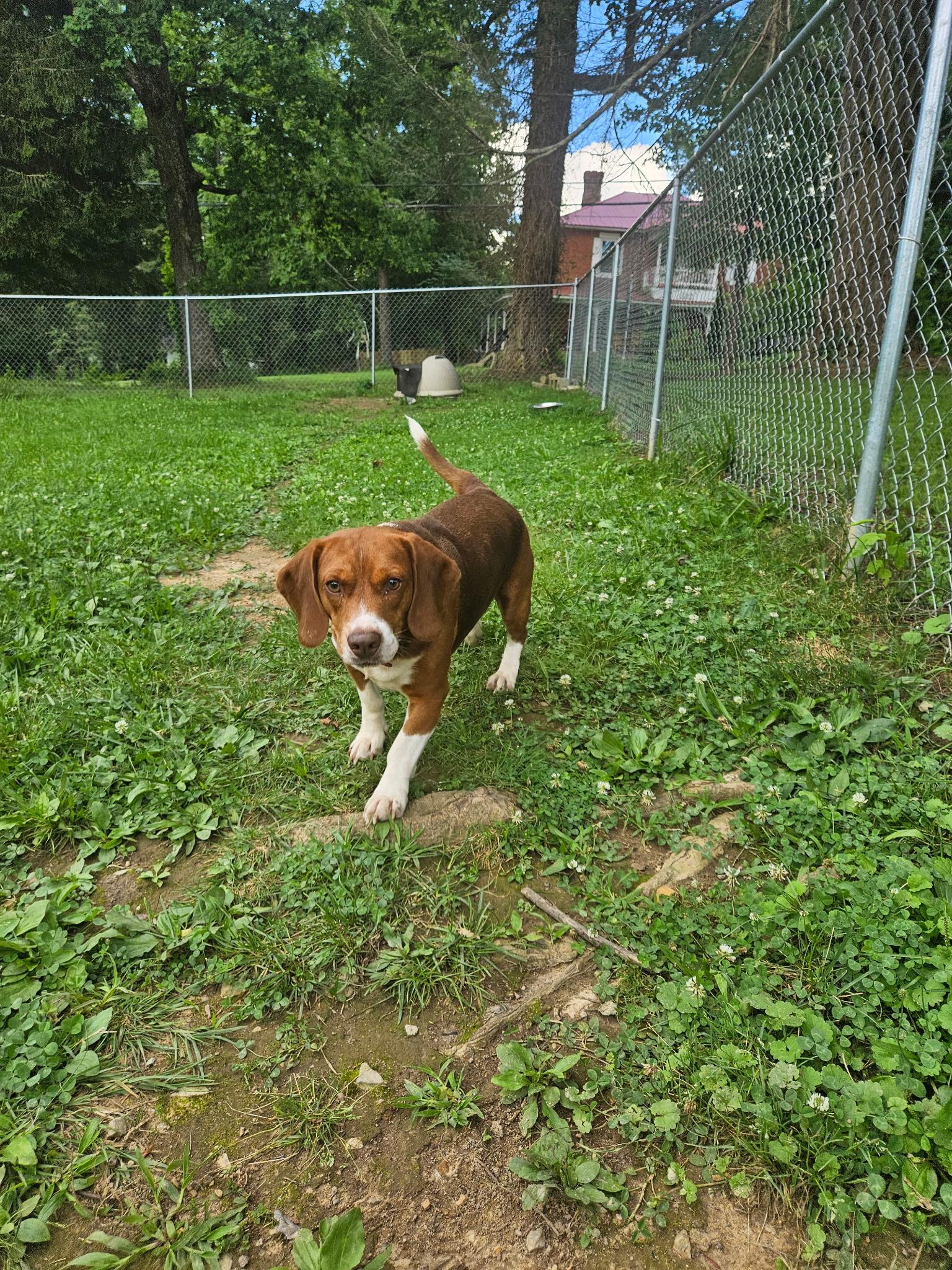 Dog for adoption Red, a Beagle in Tracy City , TN Petfinder