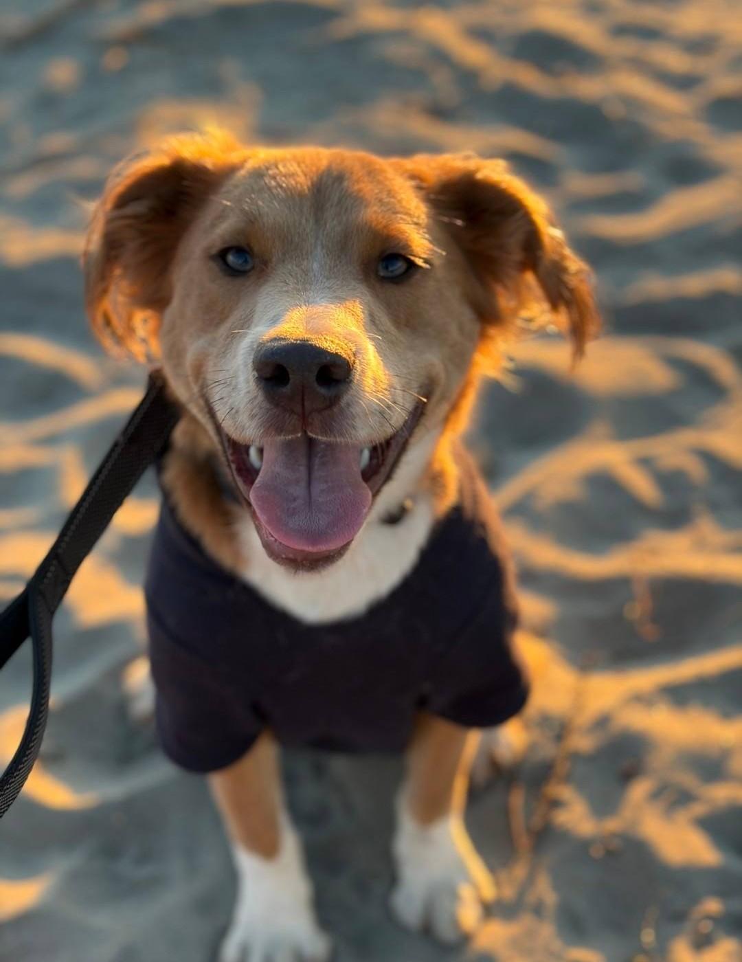 Bruce Wayne, ADOPTABLE, Young Male Australian Shepherd & Pit Bull Terrier.