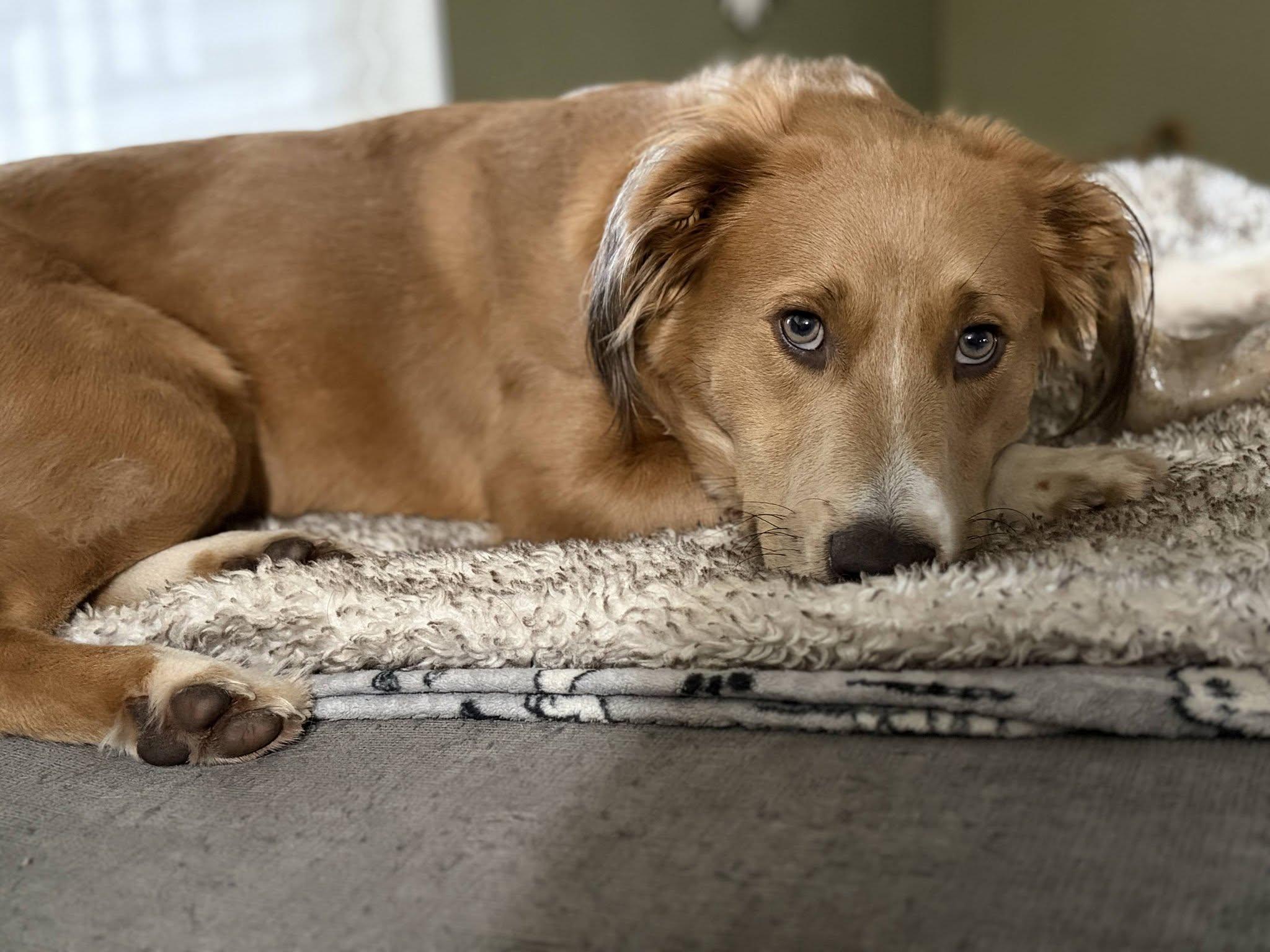 Bruce Wayne, a ADOPTABLE mixed breed in Eugene, OR image 4/4