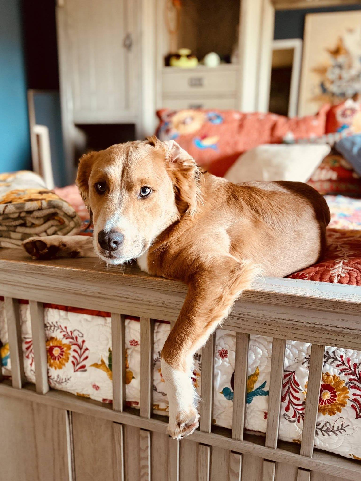Bruce Wayne, a ADOPTABLE mixed breed in Eugene, OR image 2/4