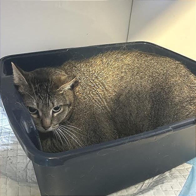 Missy, Adoptable, Adult Female Domestic Short Hair.