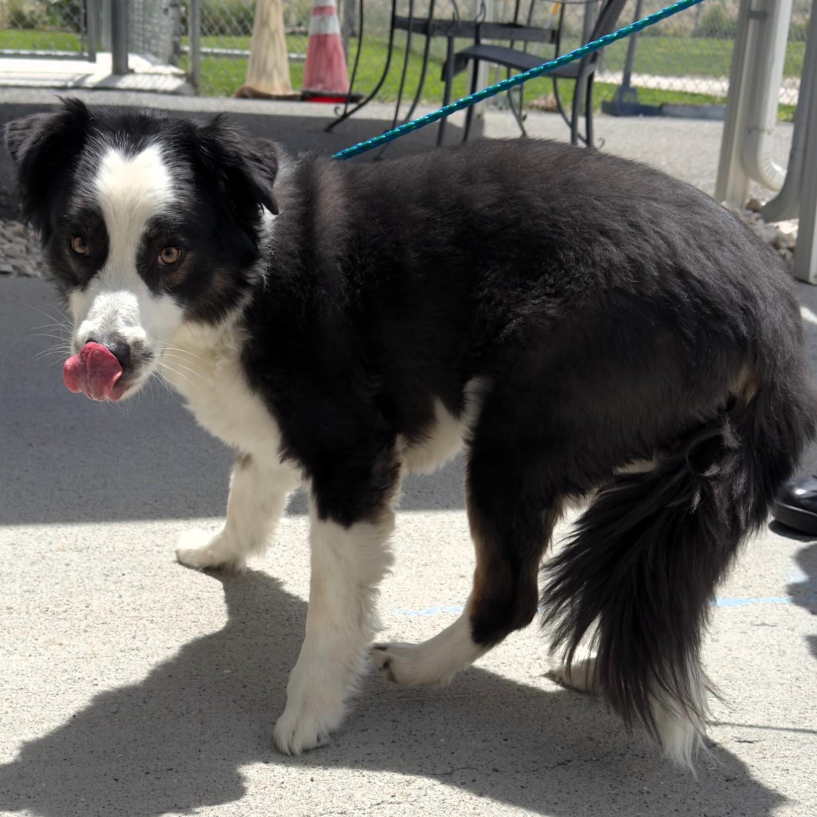 Enlarge 61140134, a ADOPTABLE mixed breed in Elko, NV image 1/1