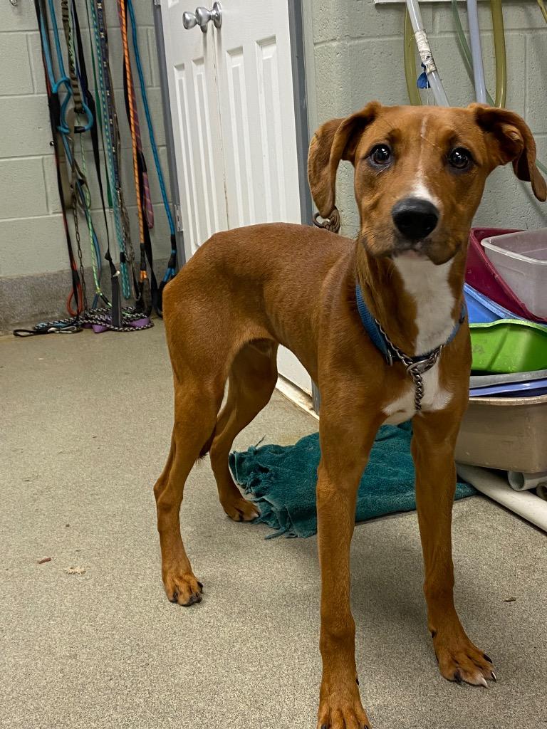 Fireballcash thumbnail 2