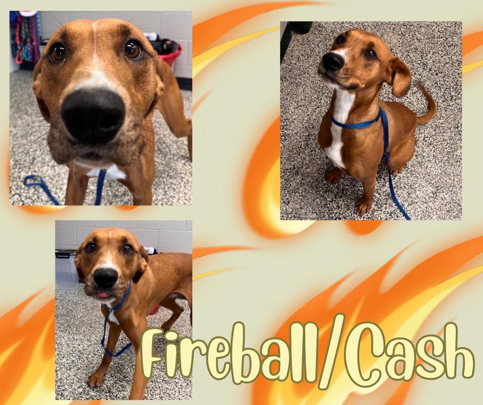 Fireball/Cash, Adoptable, Adult Male Catahoula Leopard Dog & Boxer.