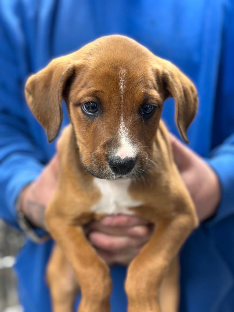 Fireballcash thumbnail 3