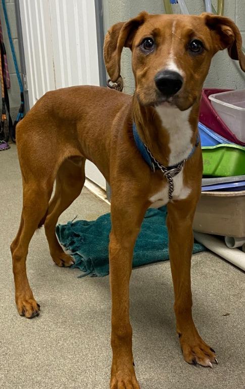 Fireballcash thumbnail 5