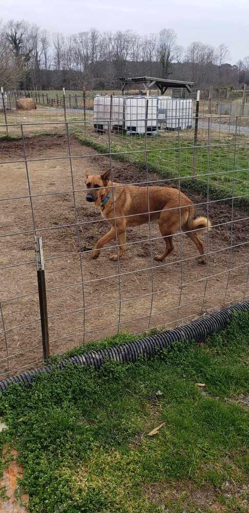 Enlarge Tony - Avengers Litter - Located in MD, a Adoptable mixed breed in Lancaster, VA image 1/3