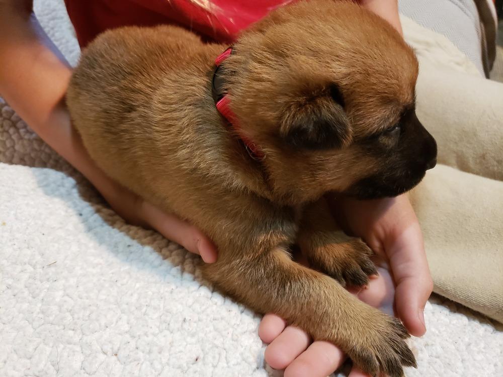 Enlarge Tony - Avengers Litter - Located in MD, a Adoptable mixed breed in Lancaster, VA image 3/3