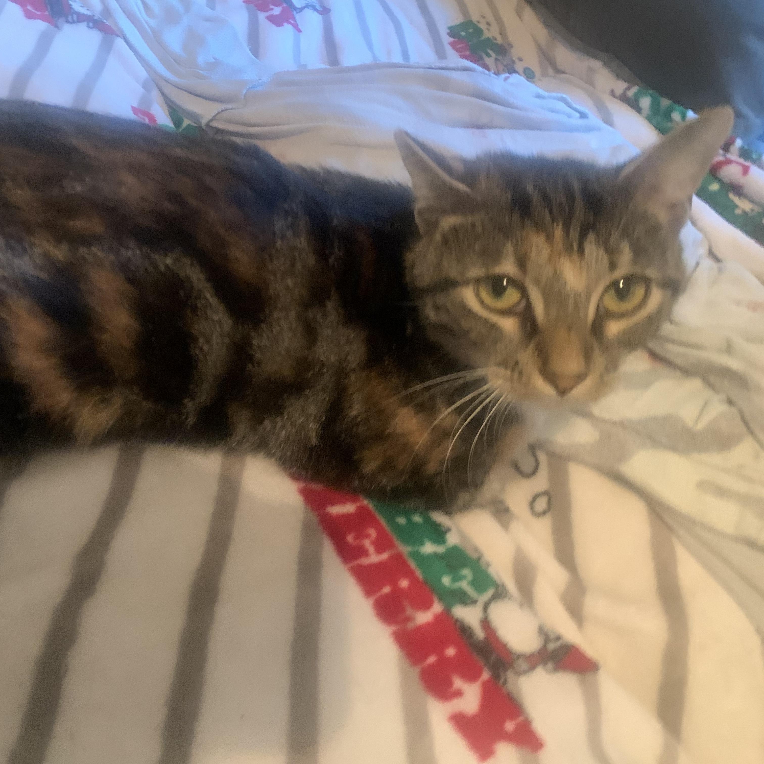 Enlarge Dusty, a Adoptable mixed breed in Morganton, NC image 2/4